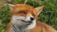 pic for Happy Fox 